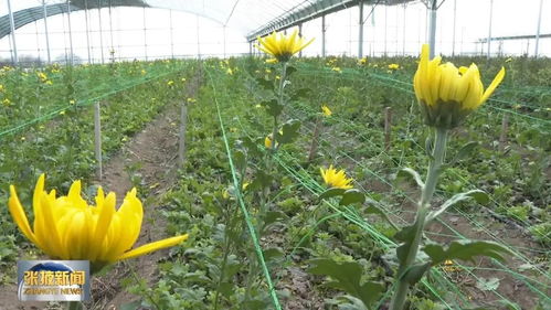 一年?duì)I收逾600億元 張掖農(nóng)產(chǎn)品加工轉(zhuǎn)化率達(dá)72