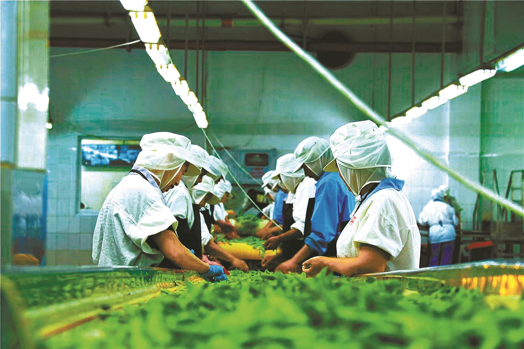 蔬菜加工生產線.(通訊員供圖)
