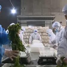 數字化 智能化!多地發揮供銷優勢 構建農產品城鄉流通體系