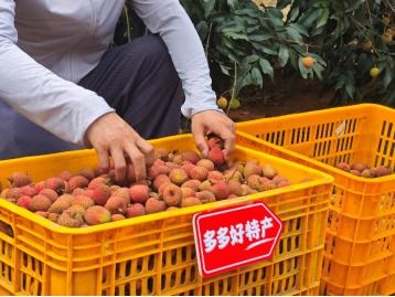 拼多多發布q1財報,加速推進 千億扶持 新戰略,先商家后平臺扶持產業生態