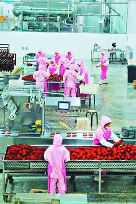 培育全產業鏈條 走精深加工之路