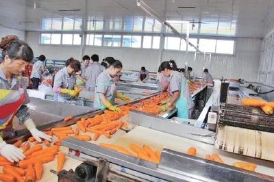 把出口訂單蔬菜做成“家常菜”