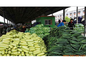 福建專業的蔬菜配送 惠安蔬菜配送,福建專業的蔬菜配送 惠安蔬菜配送生產廠家,福建專業的蔬菜配送 惠安蔬菜配送價格