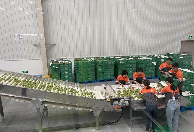 產地倉對農產品進行消毒,保鮮,分級處理,并成為商品的中轉.