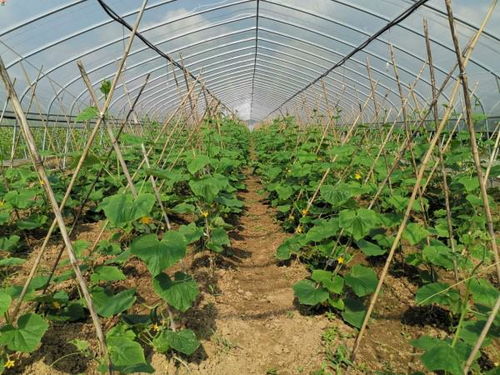 全國首批 溧水兩家企業農產品獲 零碳認證