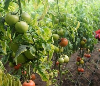 2016年我國將在部分省開展食用農產品合格證管理試點--土流網