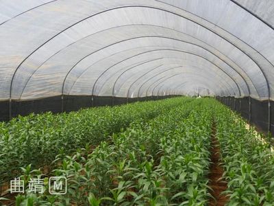 麒麟區:綠色農產品品牌創建有效推進