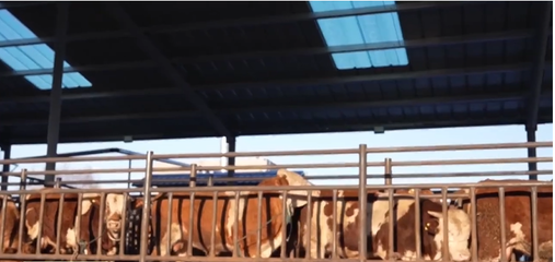 鐵嶺市昌圖縣農業農村發展成果豐碩 鄉村振興大步邁進