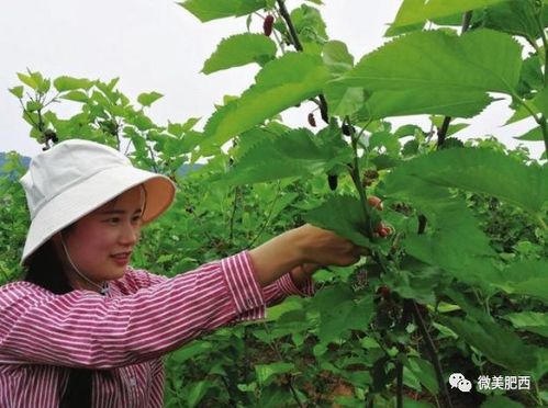 對(duì)接長(zhǎng)三角 安徽肥西按下綠色農(nóng)產(chǎn)品生產(chǎn)加工供應(yīng)基地建設(shè) 加速鍵