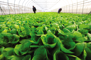 自產(chǎn)自銷農(nóng)民企業(yè)亮相第十屆農(nóng)博會(huì)_新聞中心_新浪網(wǎng)