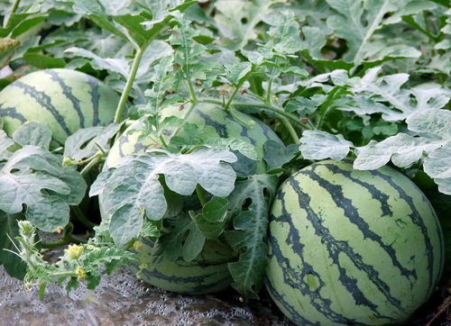 品牌 特色 ,三十崗種出 搖錢樹