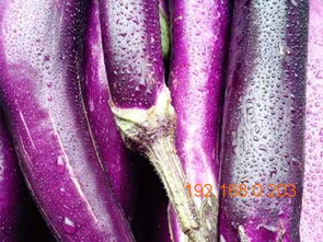 順旺農(nóng)產(chǎn)品配送服務(wù) 受歡迎的蔬菜配送供應(yīng)商 專業(yè)的蔬菜配送公司,順旺農(nóng)產(chǎn)品配送服務(wù) 受歡迎的蔬菜配送供應(yīng)商 專業(yè)的蔬菜配送公司生產(chǎn)廠家,順旺農(nóng)產(chǎn)品配送服務(wù)