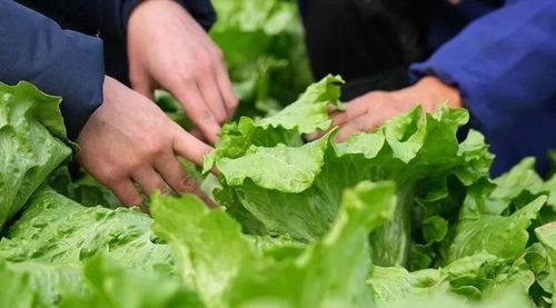 種多少賣(mài)多少,金山這里開(kāi)啟 訂單農(nóng)業(yè) 模式