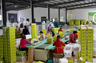 眉縣農村電商 真牛!