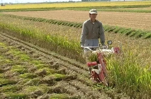 日本租用山東1500畝地,9年后才明白日本的目的何在