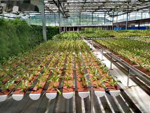 總共60家 市農業農村局公布首批長三角綠色農產品生產加工供應示范基地