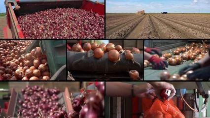 農產品mp4農產品mp4