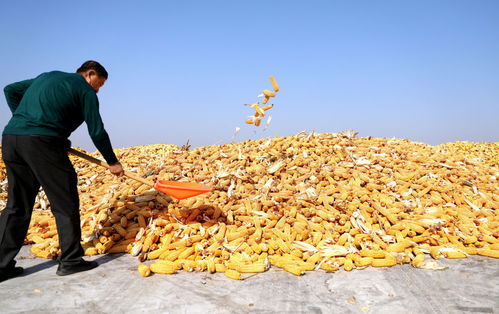 新時代中國調研行之看區域 東北篇 來看東北主糧玉米的n種打開方式