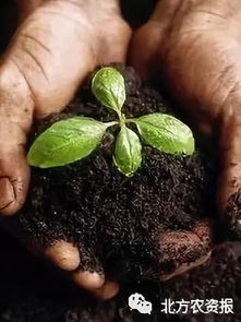 土壤修護與綠色茶產業相碰撞,看如何點燃賦能火花