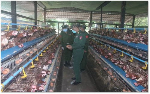 敏昂萊指示增加農產品數量,緬軍多個軍區司令視察轄區生產情況