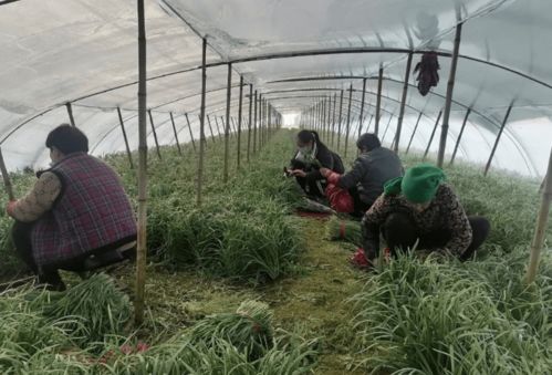 柘城縣積極做好春節期間農產品質量安全監管工作