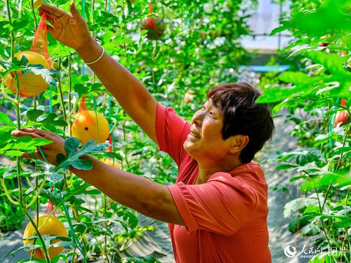 山東莘縣 瓜果飄香產業旺