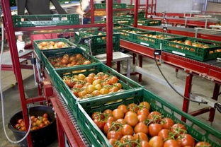 探索建設現代化農產品市場物流體系,打通農產品上行之路