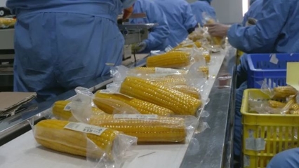 全省574戶農業龍頭企業恢復生產,占總數近96%