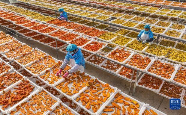 山東榮成:甘薯"曬"出致富路