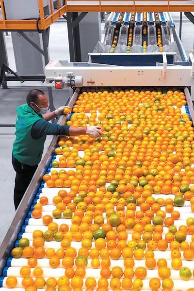 做大做強農產品加工業(新時代畫卷)