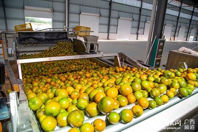 富川農產品電商產業園開園 10萬斤“冰淇梨”線上飄香
