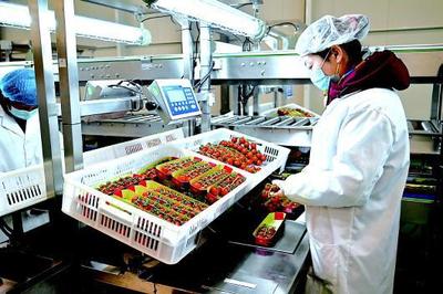 「圖片新聞」白銀海升智能溫室產業園工人為串收番茄裝盒