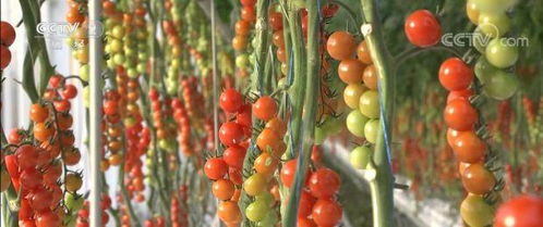 新裝備 新科技加速農產品提質 助力現代農業增效