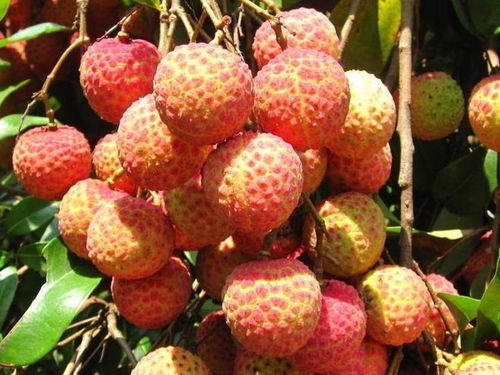 生態農產品是否需要加工更好呢