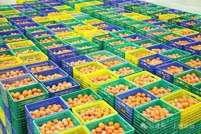 上林縣農產品集散中心開足馬力忙生產