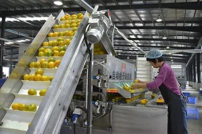 產業集群:我國農產品加工業迎來重大機遇