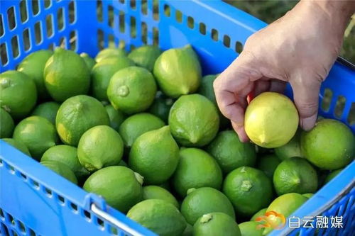 與暨大合作 沙田檸檬將開發(fā)檸檬精油 檸檬醬等產(chǎn)品