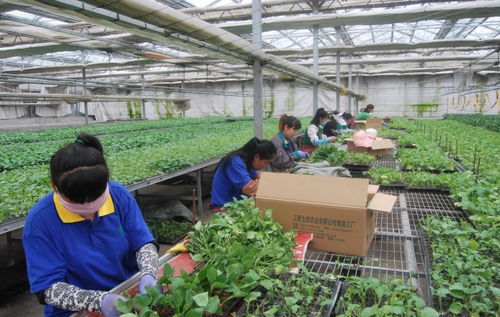 耿莊 蝶變 從 四辣 之鄉(xiāng)到新型鄉(xiāng)鎮(zhèn)