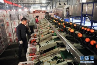 延伸農(nóng)產(chǎn)品產(chǎn)業(yè)鏈 鄉(xiāng)村振興展新貌