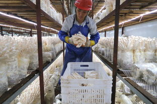 綠色理念 有作為