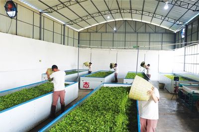 保山市農(nóng)產(chǎn)品加工業(yè)邁上高質(zhì)量發(fā)展新臺(tái)階