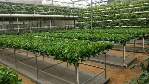 無(wú)土栽培的農(nóng)產(chǎn)品是否影響人們的健康