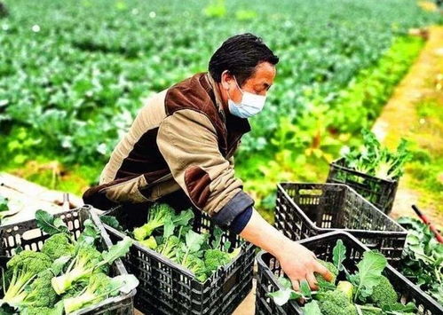 真能成功與大陸 脫鉤 臺(tái)灣花費(fèi)3.5億 自救