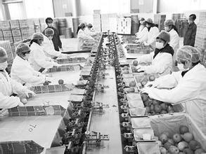 1-7月漳農(nóng)產(chǎn)品出口臺(tái)灣逾1億美元 同比增長(zhǎng)5.82% -漳州房地產(chǎn)聯(lián)合網(wǎng)(zz.xmhouse.com)