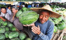 特色農(nóng)業(yè)引領(lǐng)新趨勢(shì),專業(yè)布局很重要