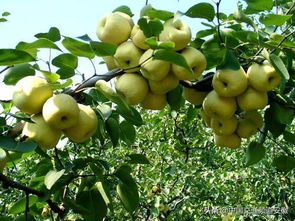 安徽省5個地理標志農產品入圍國家保護工程 有碭山酥梨