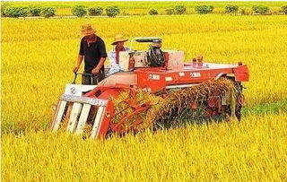 把農活 租出去 農民外出打工再也不用擔心農田變荒地