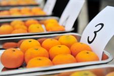 湖北宜昌 柑橘 走秀 曬品質(zhì)