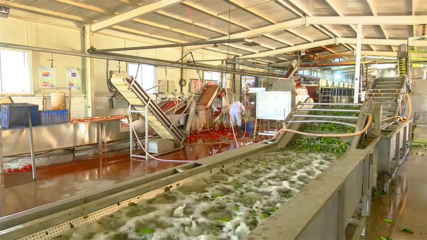 【鄉(xiāng)村行·看振興】高臺:農(nóng)產(chǎn)品精深加工 “鏈”出增效好“錢”景