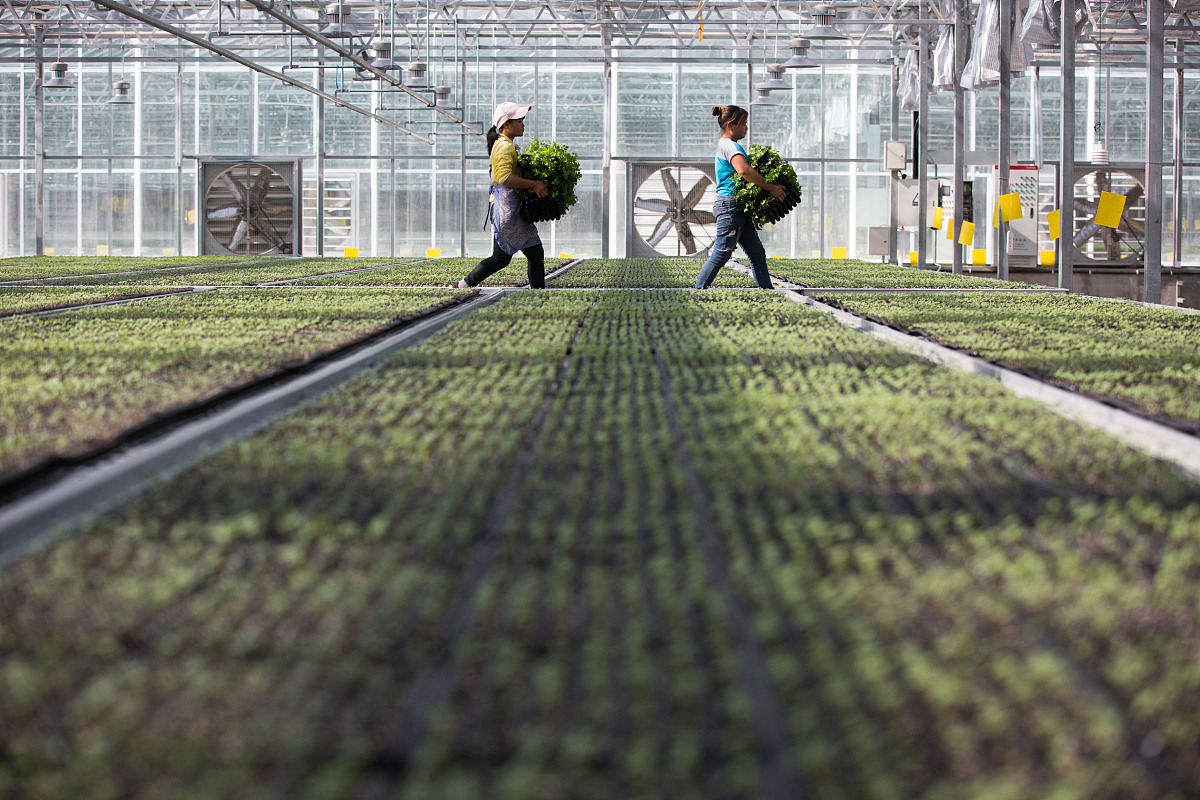 加強(qiáng)農(nóng)產(chǎn)品加工,促進(jìn)新鄉(xiāng)村發(fā)展 農(nóng)產(chǎn)品加工,是驅(qū)動新鄉(xiāng)村蛻變的關(guān)鍵